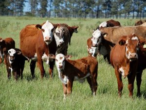 Defesa Agropecuária faz recomendações para eventos oficiais, feiras e remates