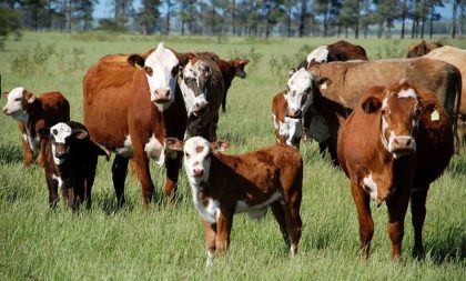 Defesa Agropecuária faz recomendações para eventos oficiais, feiras e remates