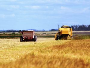 Arroz: produtividade desta safra será recorde