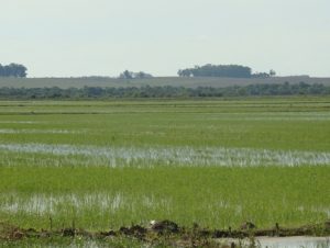 Federarroz recomenda que produtor NÃO aumente área plantada na safra 2020/2021