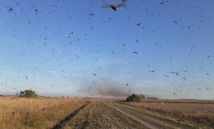 Nuvem de gafanhotos se aproxima do território gaúcho