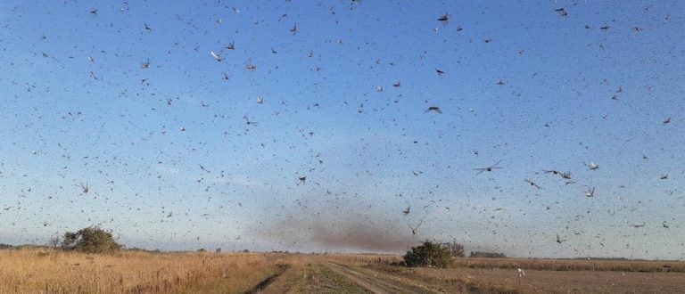 Nuvem de gafanhotos se aproxima do território gaúcho