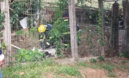 Bombeiros recolhem Pitbull que assustou moradores no Bairro Fátima