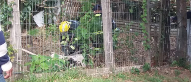 Bombeiros recolhem Pitbull que assustou moradores no Bairro Fátima