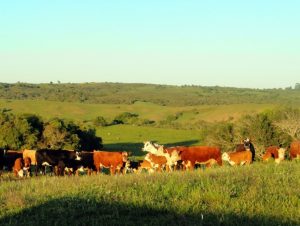 Secretaria lança Campos do Sul para incentivar conservação de campos nativos