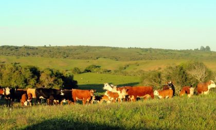 Secretaria lança Campos do Sul para incentivar conservação de campos nativos