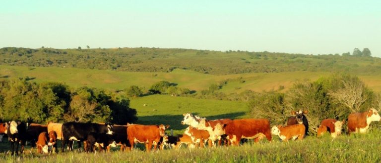 Secretaria lança Campos do Sul para incentivar conservação de campos nativos