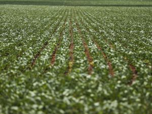 Seguradora argentina paga indenização ao setor agrícola cachoeirense