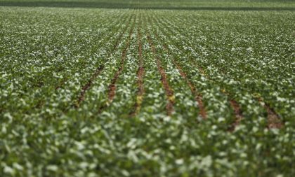 Seguradora argentina paga indenização ao setor agrícola cachoeirense