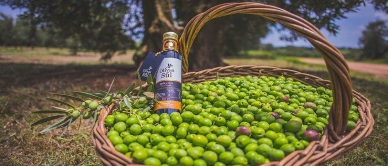 Olivas do Sul comemora 10 anos com prêmio de melhor azeite do Hemisfério Sul