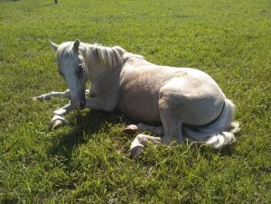 ONG DE CACHOEIRA DO SUL DENUNCIA VENDA DE CAVALOS PARA VIRAREM SALAME