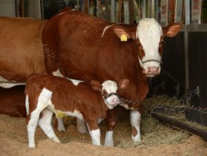 Mais de mil animais marcam presença na Expointer Digital 2020