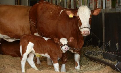 Mais de mil animais marcam presença na Expointer Digital 2020