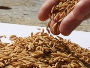 Governo define critérios para cota de importação de arroz