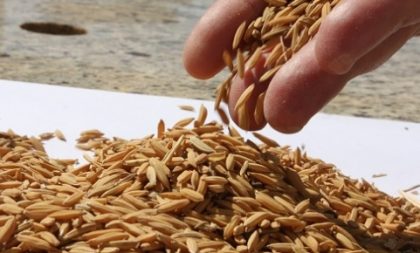 Governo define critérios para cota de importação de arroz