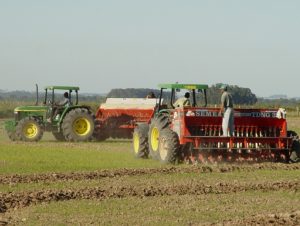 Eufóricos com preço, produtores devem aumentar área da lavoura de arroz no RS