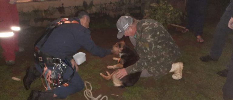 Bombeiros resgatam cadela que ficou presa em penhasco por sete dias