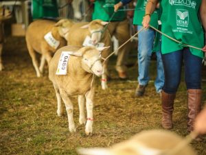 Divulgados regulamento e exigências sanitárias para exposição de animais na Expointer Digital