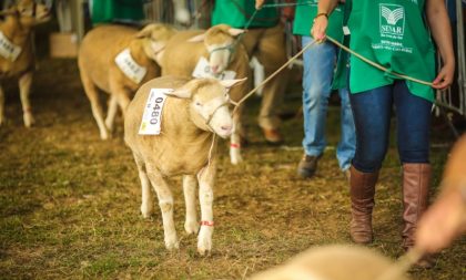 Divulgados regulamento e exigências sanitárias para exposição de animais na Expointer Digital