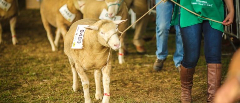 Divulgados regulamento e exigências sanitárias para exposição de animais na Expointer Digital