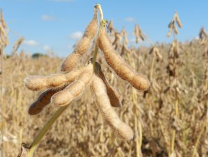 Depois do arroz, governo estuda zerar tarifa de importação da soja