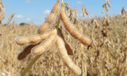 Depois do arroz, governo estuda zerar tarifa de importação da soja