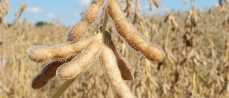 Depois do arroz, governo estuda zerar tarifa de importação da soja