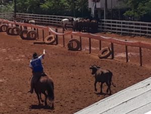 Treinos de laço voltam a ser permitidos nesta terça-feira em Cachoeira