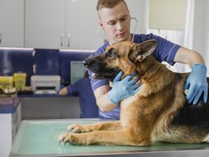 Dia do Veterinário: primeira Faculdade de Zootecnia foi fundada no RS