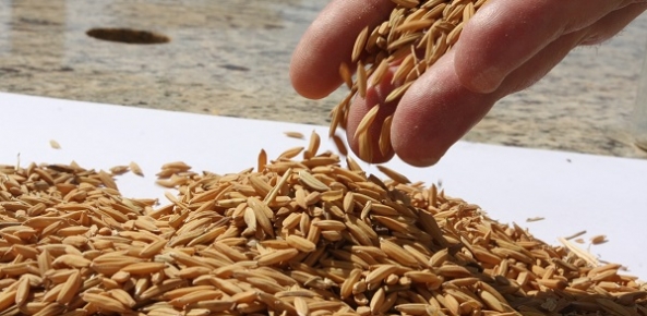 Ajustes e interesse de indústrias devem garantir preço firme do arroz ao produtor