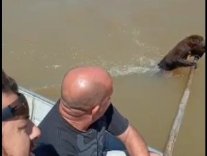 Pescadores salvam bugio da morte no Rio Jacuí e vídeo viraliza nas redes sociais