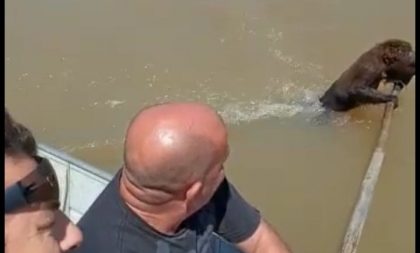 Pescadores salvam bugio da morte no Rio Jacuí e vídeo viraliza nas redes sociais