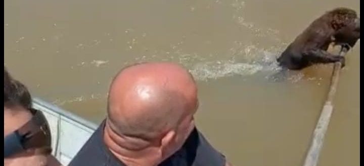 Pescadores salvam bugio da morte no Rio Jacuí e vídeo viraliza nas redes sociais
