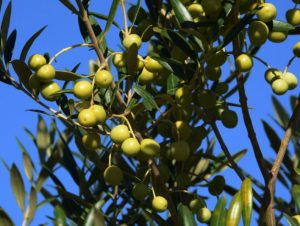 Pesquisadores e produtores de oliveiras de Espanha, Uruguai e Brasil debatem potencialidades da cultura