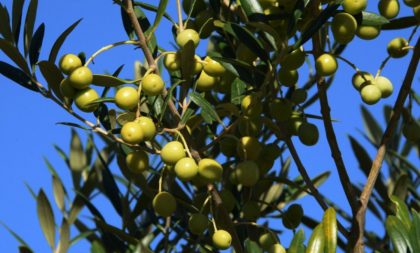 Pesquisadores e produtores de oliveiras de Espanha, Uruguai e Brasil debatem potencialidades da cultura