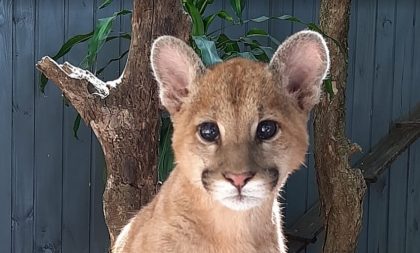 Confira as novidades no Zoológico