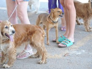 VITTA – Dezembro Verde alerta sobre maus-tratos e abandono de animais