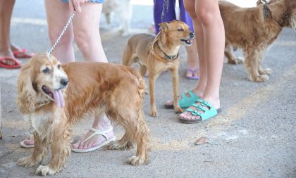 VITTA – Dezembro Verde alerta sobre maus-tratos e abandono de animais