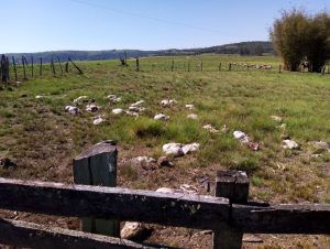 Rebanho de ovelhas é dizimado por bandidos em Santaninha