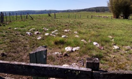 Rebanho de ovelhas é dizimado por bandidos em Santaninha