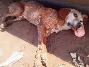 CRUELDADE: CÃO É ABANDONADO PARA MORTE NA PRAIA NOVA