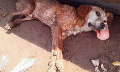 CRUELDADE: CÃO É ABANDONADO PARA MORTE NA PRAIA NOVA