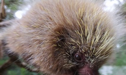 Filhote de ouriço é o novo mascote do Zoológico de Cachoeira