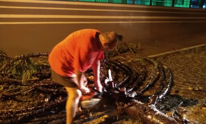 Defesa Civil e secretário retiram pinheiro que bloqueava rua