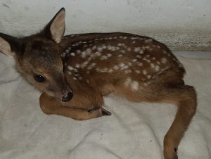 Zoo de Cachoeira recebe veado resgatado na BR-290