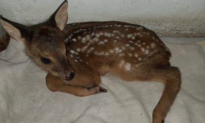 Zoo de Cachoeira recebe veado resgatado na BR-290