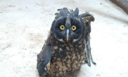 Coruja-diabo e bugio ruivo são as novidades do Zoo de Cachoeira