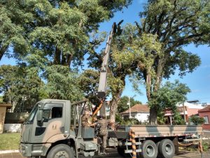 Força-tarefa evita queda de árvores no centro