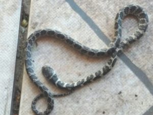 Famílias do Passo D’Areia encontram cobras nos pátios de suas casas