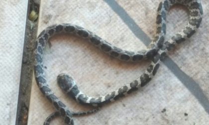 Famílias do Passo D’Areia encontram cobras nos pátios de suas casas